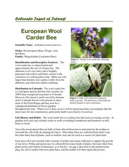 Wool Carder Bee