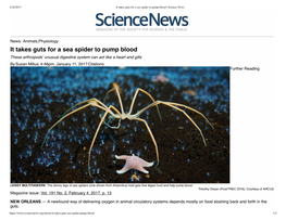 It Takes Guts for a Sea Spider to Pump Blood | Science News