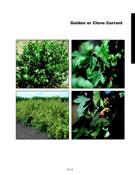 Golden Or Clove Currant