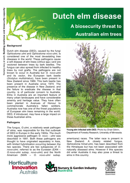 Dutch Elm Disease