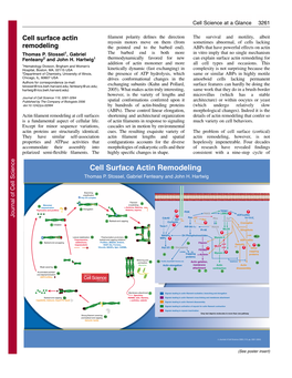 Cell Surface Actin Remodeling Thomas P