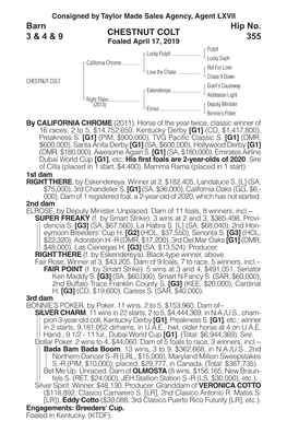 CHESTNUT COLT Barn 3 & 4 & 9 Hip No