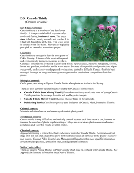 Canada Thistle (Cirsium Arvense)