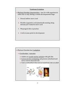 1/9/2015 1 G Phylum Chordata Characteristics – May Be With