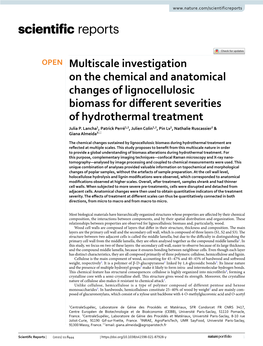 Multiscale Investigation on the Chemical and Anatomical Changes of Lignocellulosic Biomass for Diferent Severities of Hydrothermal Treatment Julia P