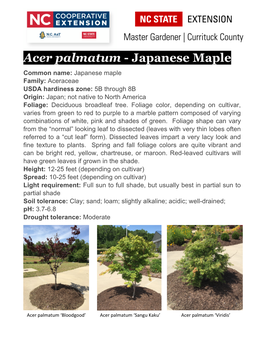 Acer Palmatum