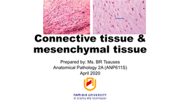 Connective Tissue and Mesenchymal Tissue