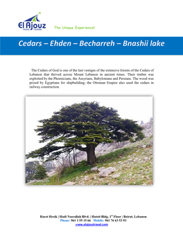 The Cedars of God Is One of the Last Vestiges of the Extensive Forests of the Cedars of Lebanon That Thrived Across Mount Lebanon in Ancient Times