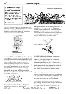 2008-7-All About Pipistrelles