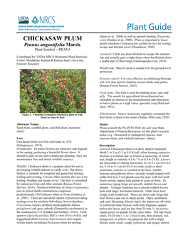 Chickasaw Plum Plant Guide