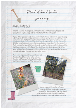 Plant of the Month January