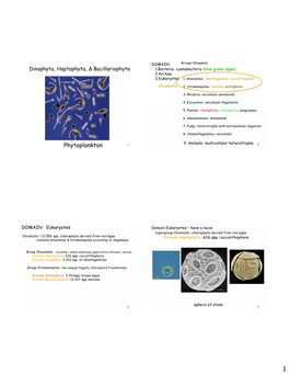 Phytoplankton 1 9