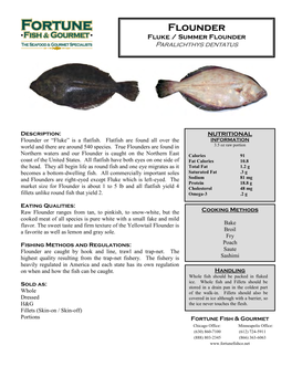 Flounder Fluke / Summer Flounder Paralichthys Dentatus