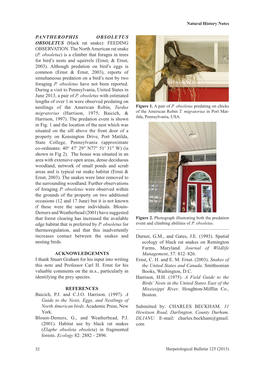 FEEDING OBSERVATION. the North American Rat Snake (P. Obsoletus) Is a Climber That Forages in Trees for Bird’S Nests and Squirrels (Ernst, & Ernst, 2003)