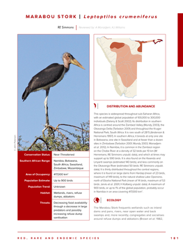 MARABOU STORK | Leptoptilos Crumeniferus