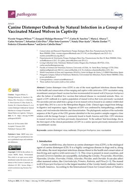 Canine Distemper Outbreak by Natural Infection in a Group of Vaccinated Maned Wolves in Captivity