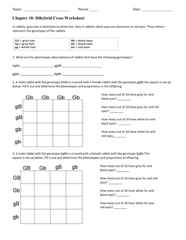 Chapter 10: Dihybrid Cross Worksheet