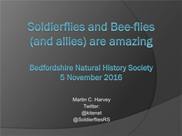 Soldierflies & Bee-Flies