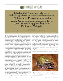 Interfamilial Amplexus Between a Male Polypedates Leucomystax