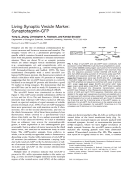 Living Synaptic Vesicle Marker: Synaptotagmin-GFP