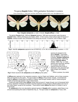 The Genus Dargida Walker, 1856 (Lepidoptera: Noctuidae) in Louisiana