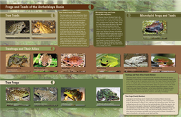 Frogs and Toads of the Atchafalaya Basin