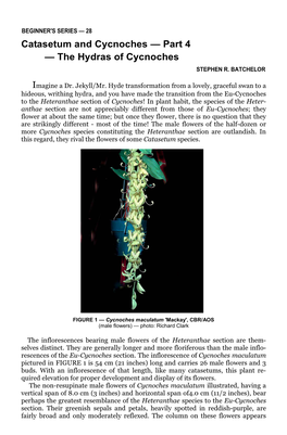 Catasetum and Cycnoches — Part 4 — the Hydras of Cycnoches STEPHEN R