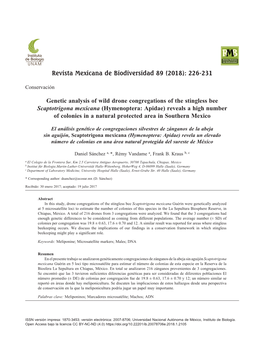 Genetic Analysis of Wild Drone Congregations of the Stingless