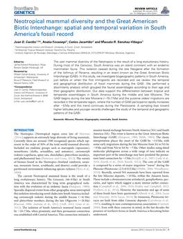 Neotropical Mammal Diversity and the Great American Biotic Interchange: Spatial and Temporal Variation in South America’S Fossil Record