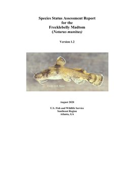 Species Status Assessment Report for the Frecklebelly Madtom (Noturus Munitus)