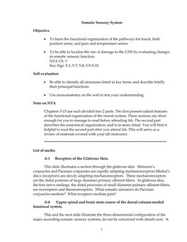 Somatic Sensory System Objective • to Learn the Functional Organization