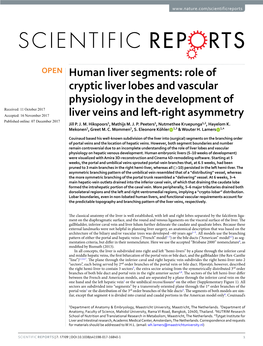 Human Liver Segments: Role of Cryptic Liver Lobes and Vascular Physiology