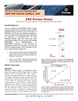 ZAK ZAK Kinase Assay