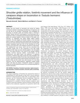 Shoulder Girdle Rotation, Forelimb Movement and the Influence Of