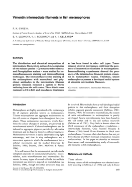 Vimentin Intermediate Filaments in Fish Melanophores