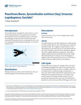 Peachtree Borer, Synanthedon Exitiosa (Say) (Insecta: Lepidoptera: Sesiide)1 J