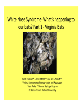 Virginia Bats