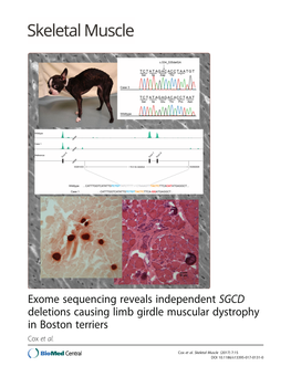 Exome Sequencing Reveals Independent SGCD Deletions Causing Limb Girdle Muscular Dystrophy in Boston Terriers Cox Et Al