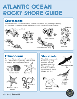 Atlantic Ocean Rocky Shore Guide