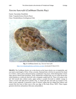 Caribbean Electric Ray)