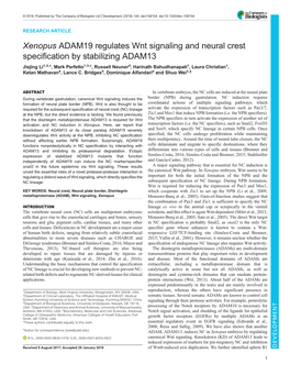 Xenopus ADAM19 Regulates Wnt Signaling and Neural Crest