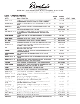 Large Flowering Hybrids