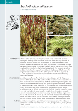 Brachythecium Mildeanum Sand Feather-Moss