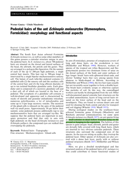 Pedestal Hairs of the Ant Echinopla Melanarctos (Hymenoptera, Formicidae): Morphology and Functional Aspects