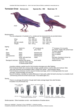 Torresian Crow Corvus Orru Species No.: 692 Band Size: 10