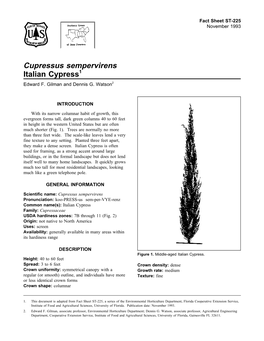 Cupressus Sempervirens Italian Cypress1 Edward F