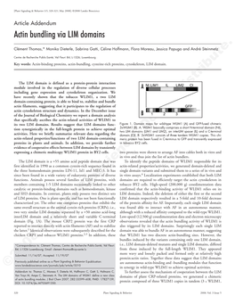 Actin Bundling Via LIM Domains