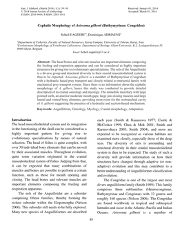 Cephalic Morphology of Ariosoma Gilberti (Bathymyrinae: Congridae)