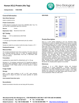 Human XCL2 Protein (His Tag)
