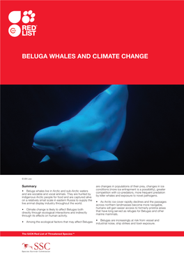 Beluga Whales and Climate Change